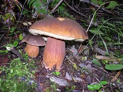 La Slitta Enego